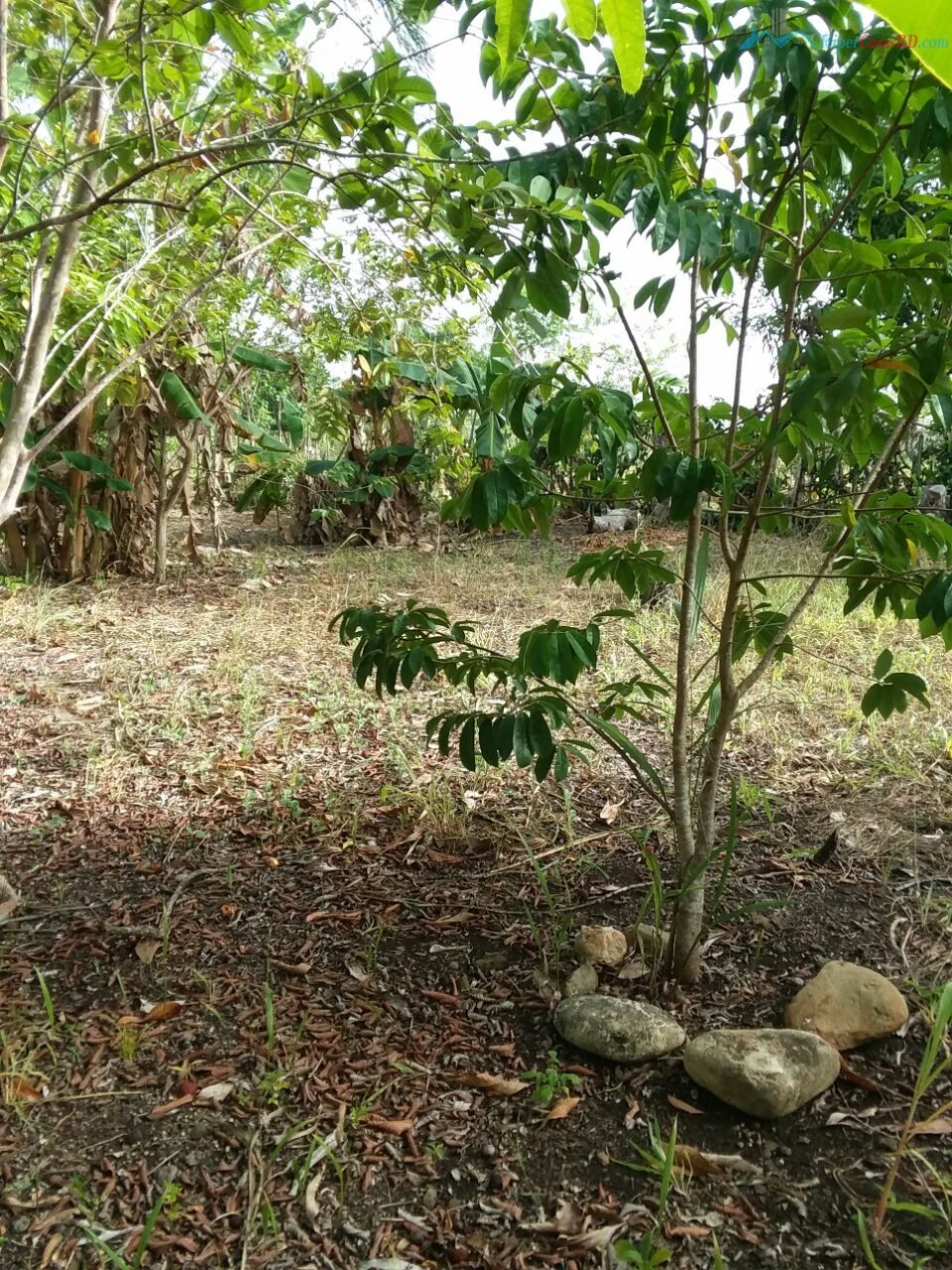 CASA CON PATIO Y ARBOLES - Hipercasas