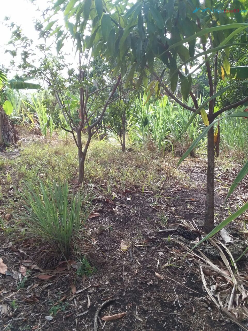 CASA CON PATIO Y ARBOLES - Hipercasas