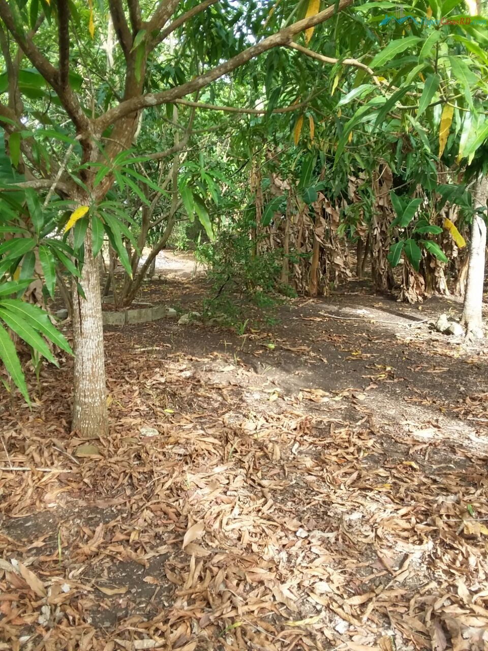 CASA CON PATIO Y ARBOLES - Hipercasas