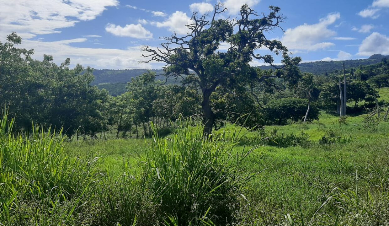 Finca ganadera 2,400 tareas en venta en Puerto Plata ...